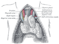 thymus