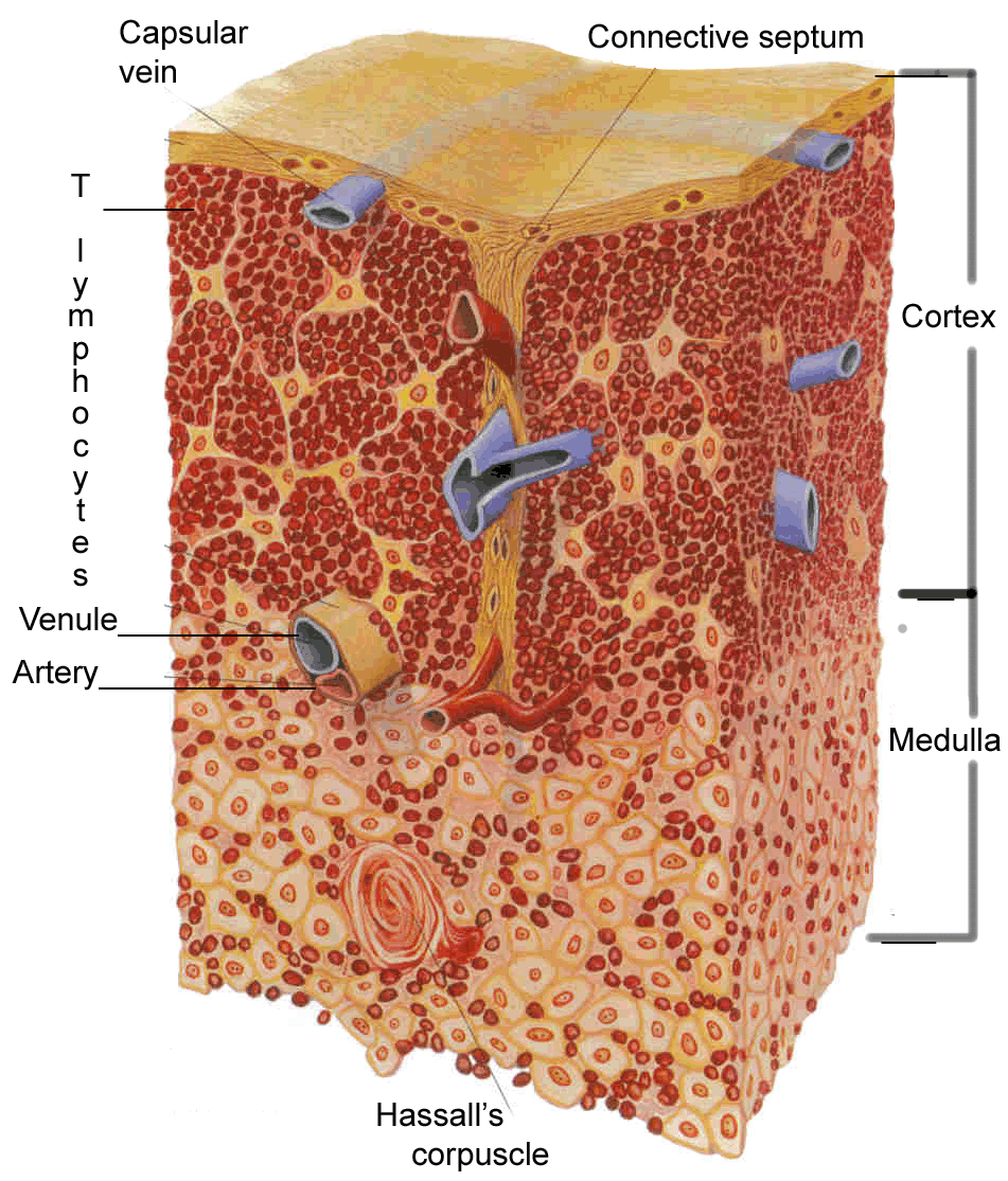 thymus structure